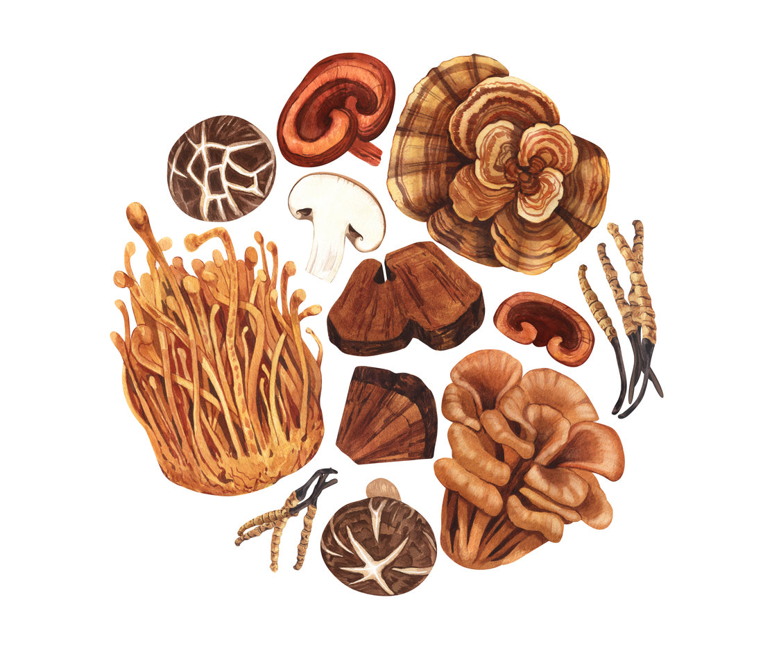 MEDICINAL MUSHROOMS